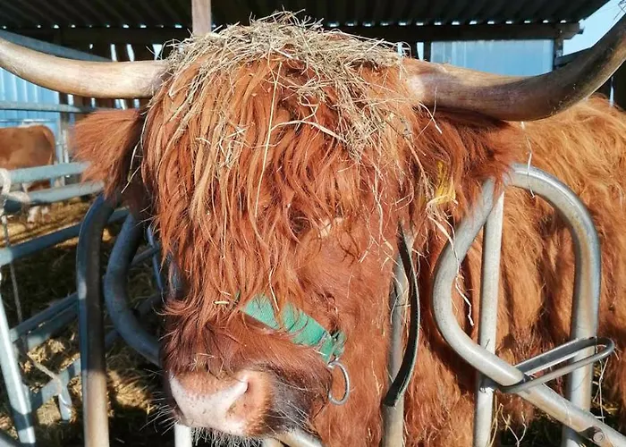 Haffblick Im Reetdachhaus Am Haff Апартаменты *